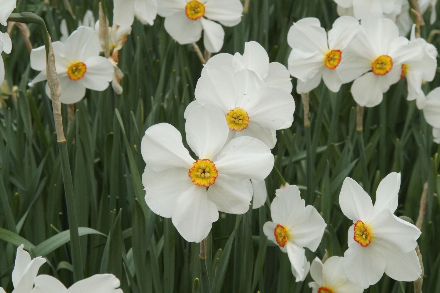 Narsissi ´Actaea´ ( Narcissus poeticus ´Actaea´)