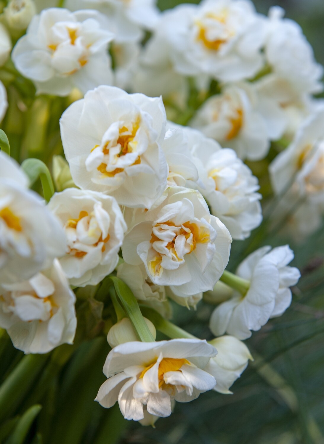 Narsissi ´Bridal crow´ ( Narcissus poetaz ´Bridal crow´)
