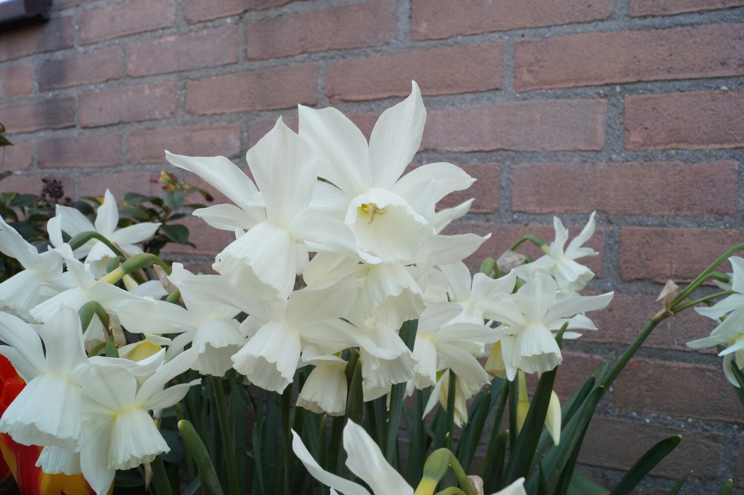 Narsissi ´Thalia´ ( Narcissus triandrus ´Thalia´)