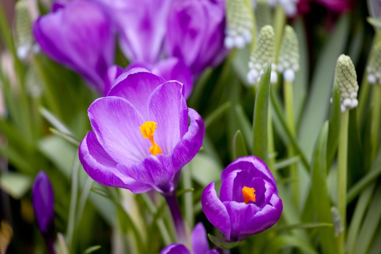 Krookus ´Remembrance´ (Crocus vernus ´Remenbrance´)