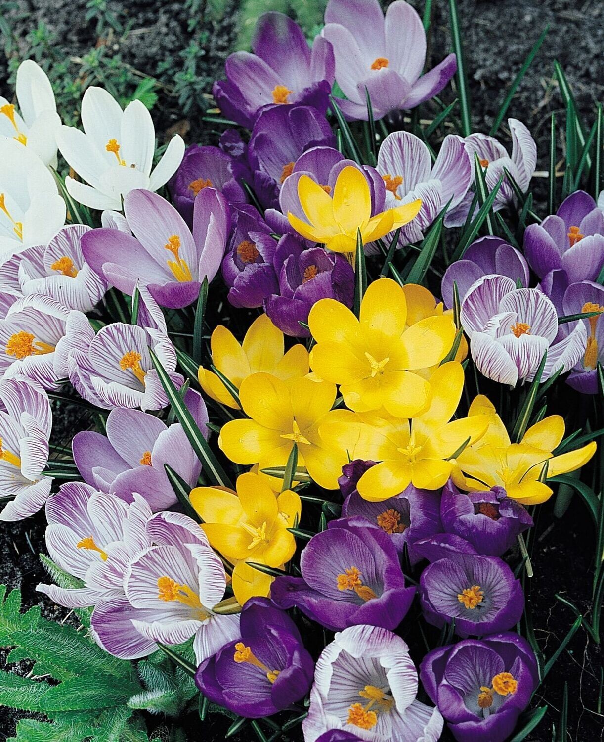 Krookus sekoite ( Crocus vernus)