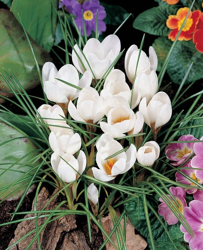 Kasvitieteellinen krookus ´Ard schenk´ (Crocus crysathus ´Ard schenk´)