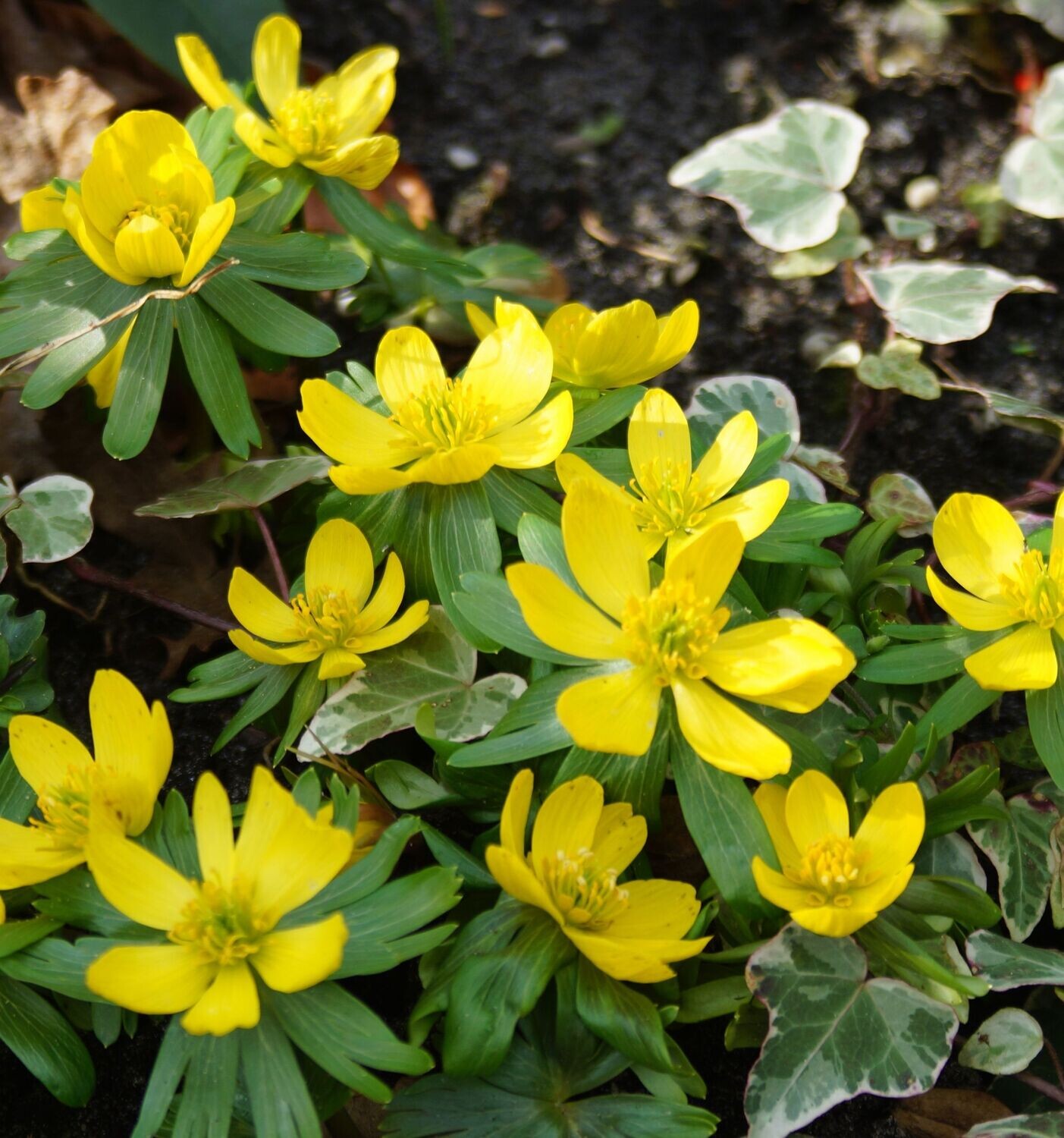 Talventähti ( Eranthis hyemalis)
