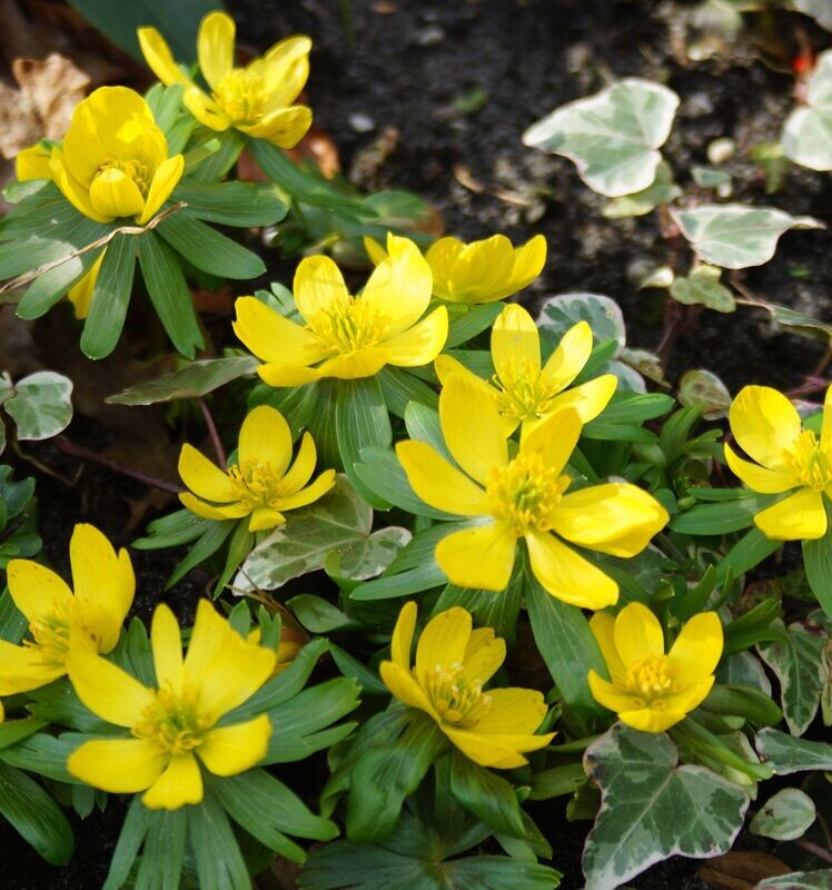 Talventähti ( Eranthis hyemalis)