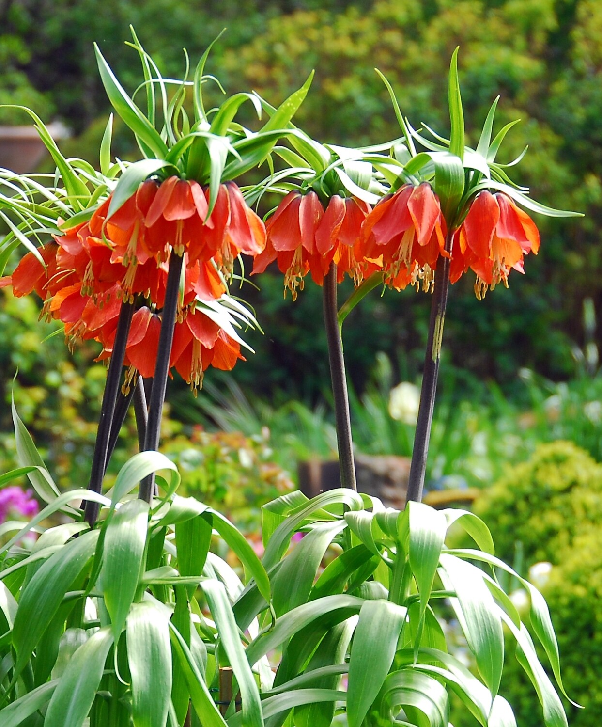 Keisarinpikarililja ( Fritillaria imperialis Rubra)