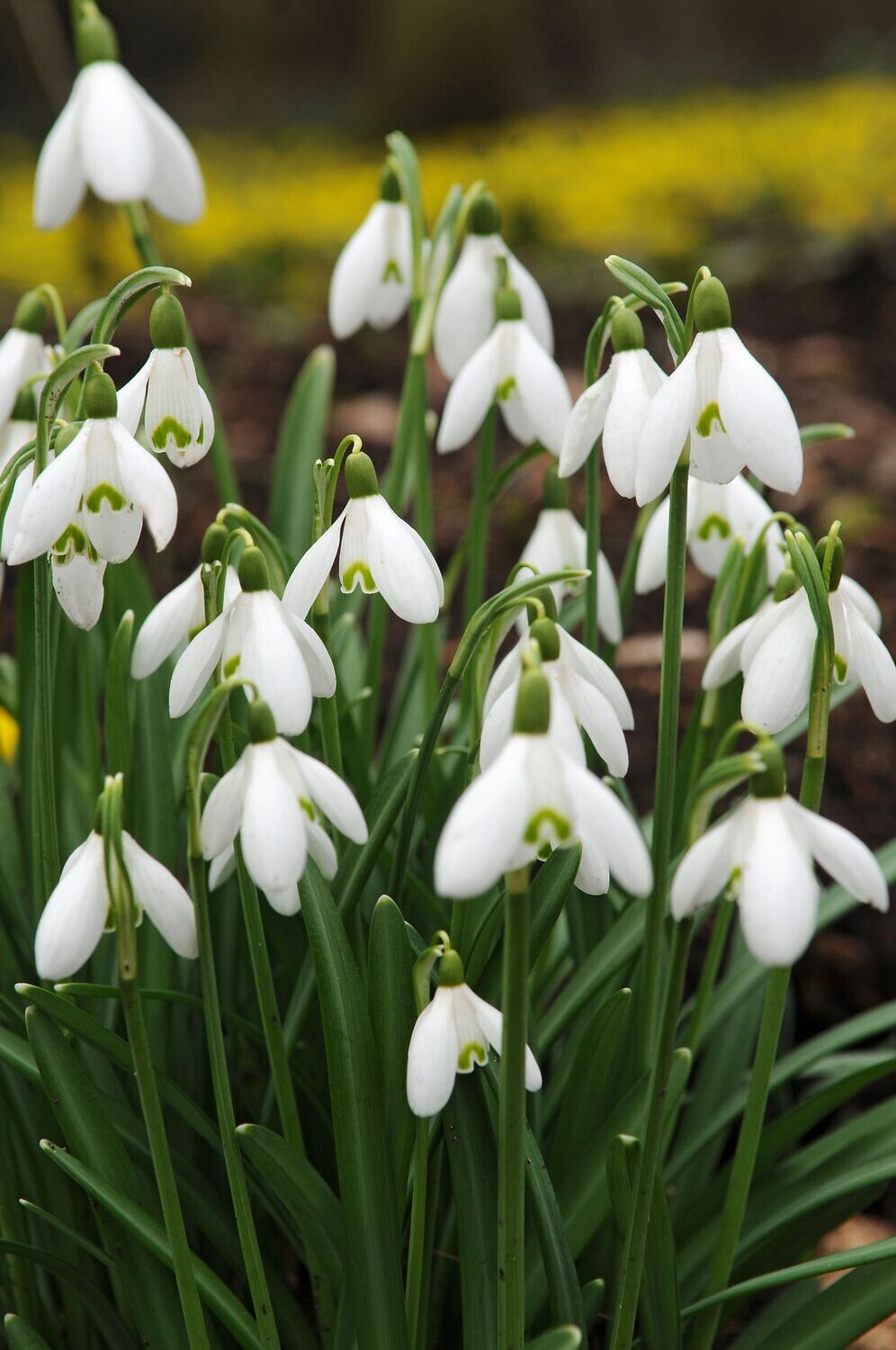 Lumikello ( Galanthus nivalis)