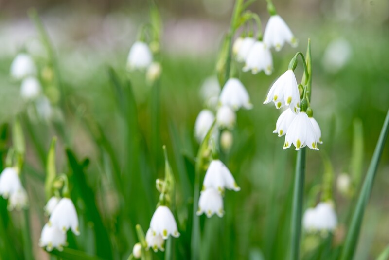Kesälumipisara/ Suvikello (Leucojum aestivum)