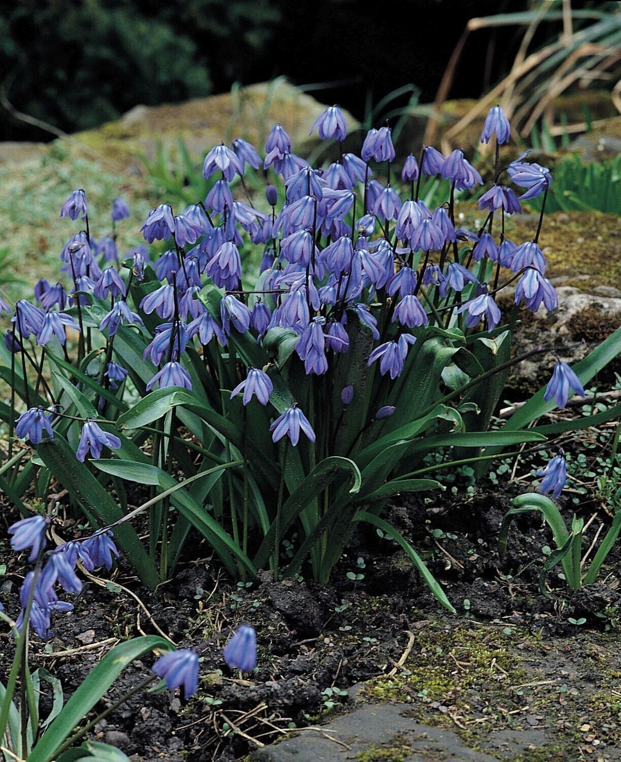 Idänsinililja ( Scilla siberica)