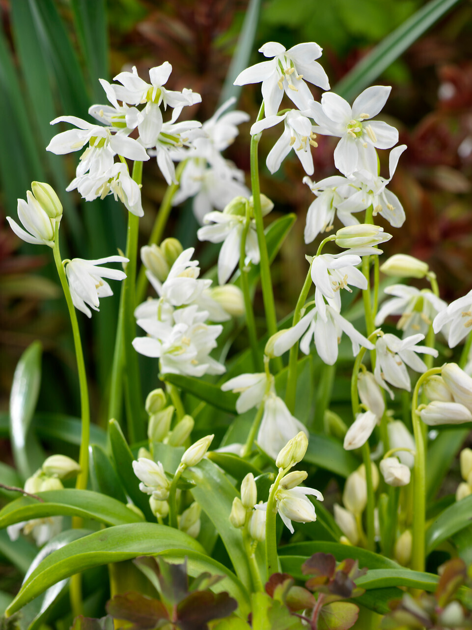 Idänsinililja (Scilla siberica alba)