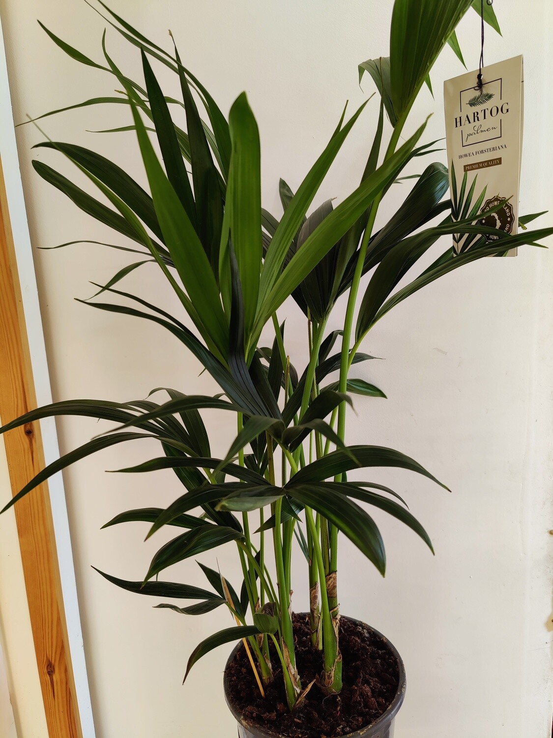 Kentiapalmu Howea fosteriana