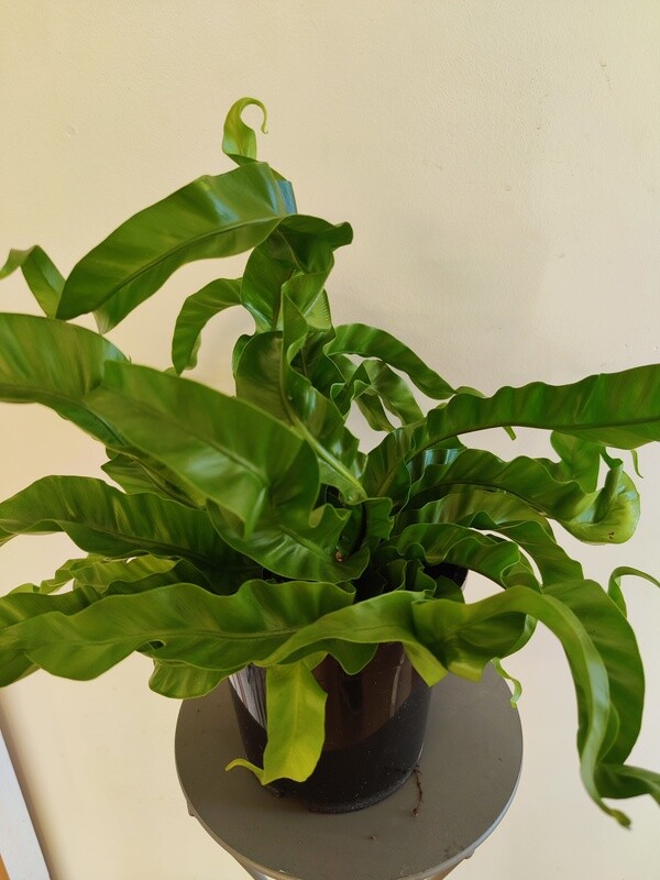 Pesäraunioinen Asplenium ant. ´Hurricane´