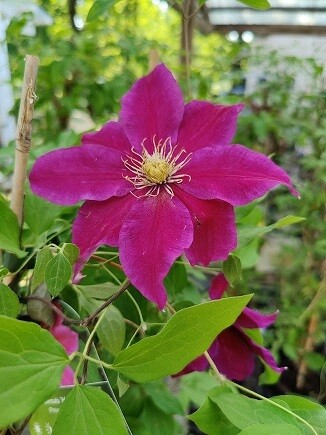 Loistokärhö Clematis ´Hania´
