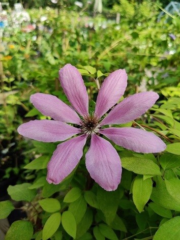 Loistokärhö Clematis ´Debutante´
