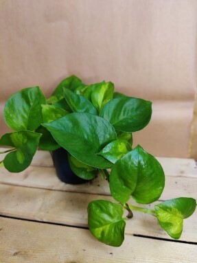 Kultaköynnös Epipremnum ´Global green´