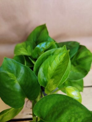 Kultaköynnös Epipremnum ´Global green´