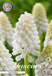 Helmililja (Muscari ´White magic´)