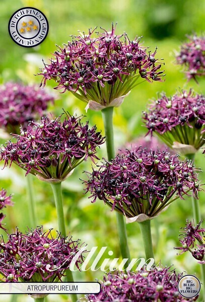Viinilaukka ( Allium atropurpureum)