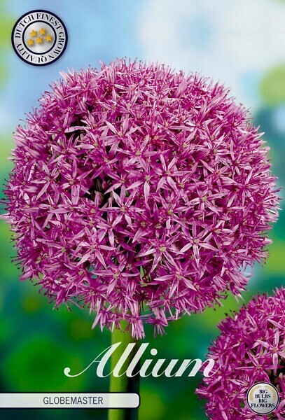 Jättilaukka (Allium giganteum ´Globemaster´)