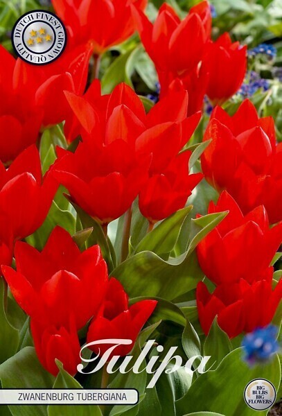 Tulppaani ´Zwanenburg tubergiana´ (Tulipa botanical ´Zwanenburg tubergiana)