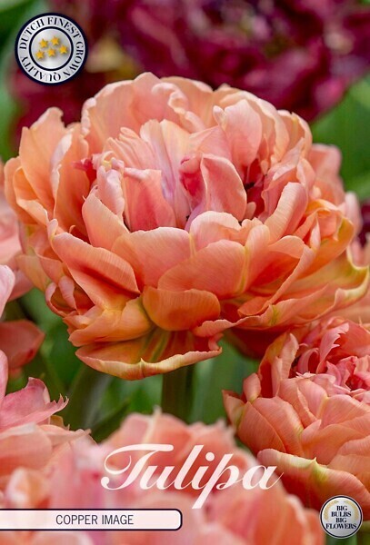 Tulppaani ´Copper image´ (Tulipa double late ´Copper image´)