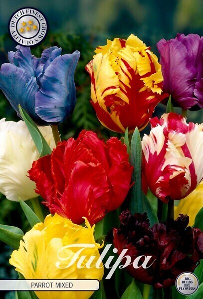 Papukaijatulppaani sekoitus ( Tulipa parrot mixed)