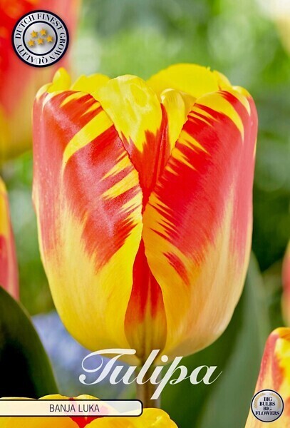 Tulppaani ´Banja luka´ (Tulipa triumph ´Banja luka´)