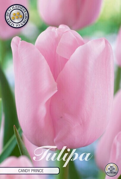 Tulppaani ´Candy prince´ (Tulipa triumph ´Candy prince´)