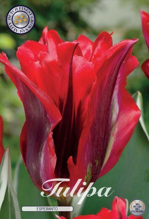 Tulppaani ´Esperanto´ (Tulipa viridiflora-ryhmä ´Esperanto´)