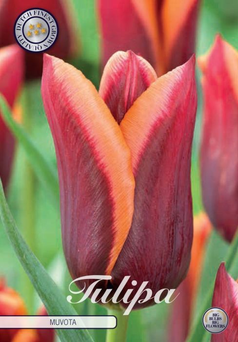 Tulppaani ´Muvota´ (Tulipa triumph ´Muvota´)