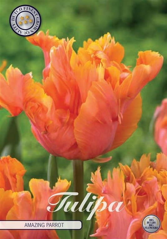 Tulppaani ´Amazing parrot´ (Tulipa gesneriana ´Amazing parrot´)