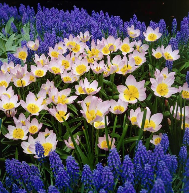 Tulppaani ´Bakeri lilac wonder´ (Tulipa bakeri ´Lilac wonder´