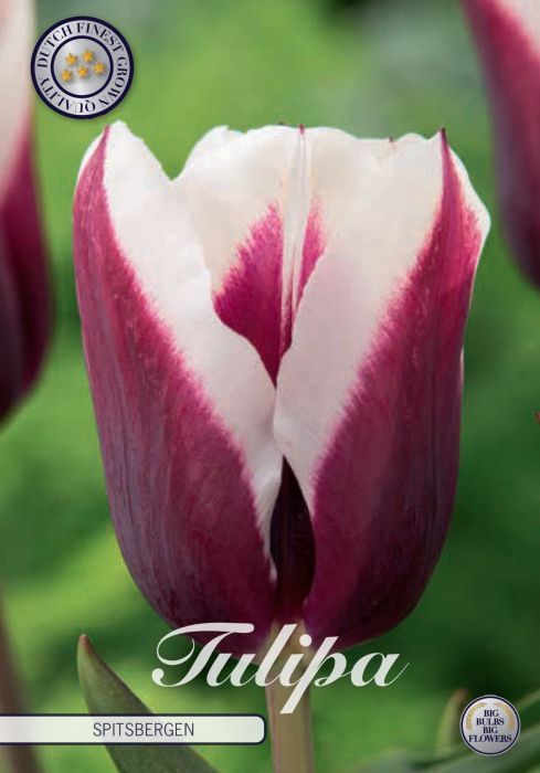Tulppaani ´Spitsbergen´ (Tulipa ´Spitsbergen)