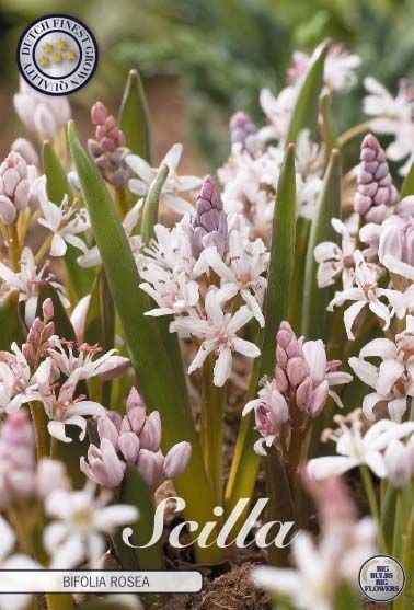 Idänsinililja (Scilla bifolia rosea)