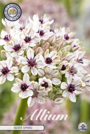 Laukka (Allium basalticum ´Silver spring´)