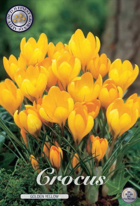 Krookus ´Golden yellow´ (Crocus ´Golden yellow´)