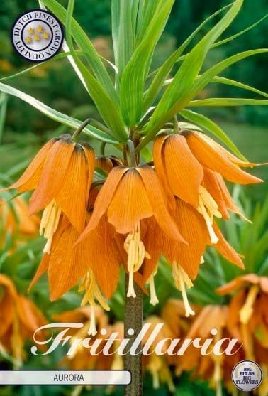 Keisarinpikarililja ´Aurora´ (Fritillaria imperialis ´Aurora´)