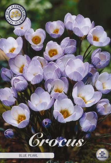 Krookus ´Blue pearl´ (Crocus ´Blue pearl´)