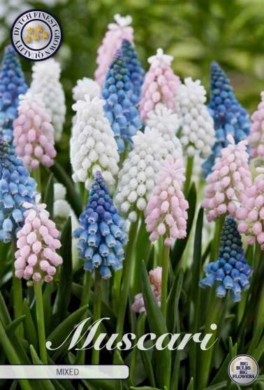 Helmililja sekoitus (Muscari mixed)