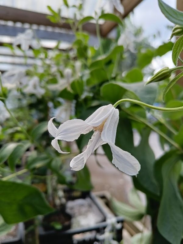Kellokärhö ´Hakuree´ Intergrifolia-ryhmä