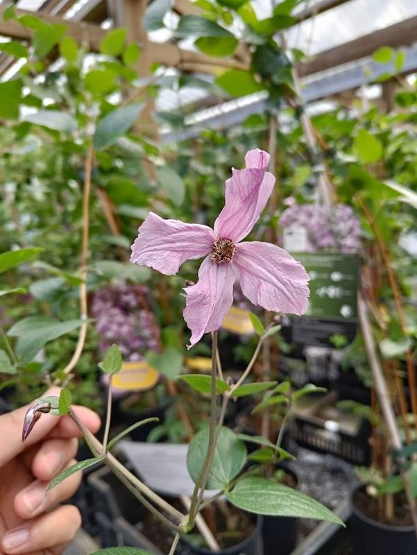 Tiukukärhö ´Hendryetta´ Diversifolia-ryhmä