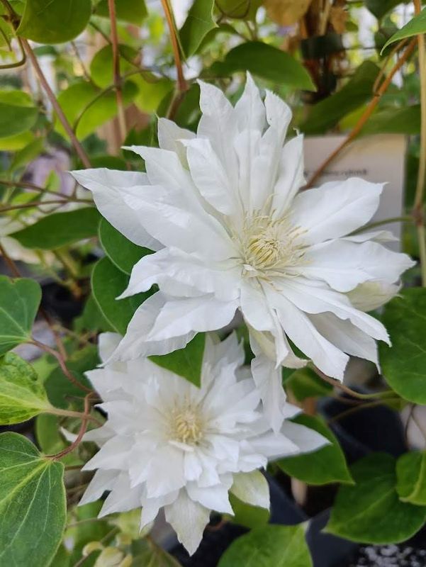 Loistokärhö Clematis ´Duchess of Edinburgh´