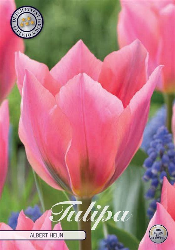 Tulitulppaani ´Albert Heijn´ (Tulipa fosteriana ´Albert heijn)