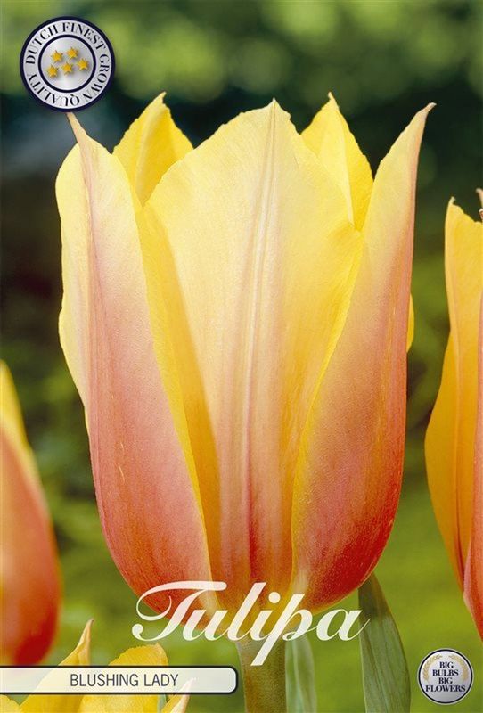 Tulppaani ´Blushing lady´ (Tulipa single late ´Blushing lady)