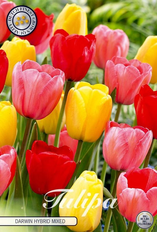 Darwintulppaani sekoitus (Tulipa darwin hybride)