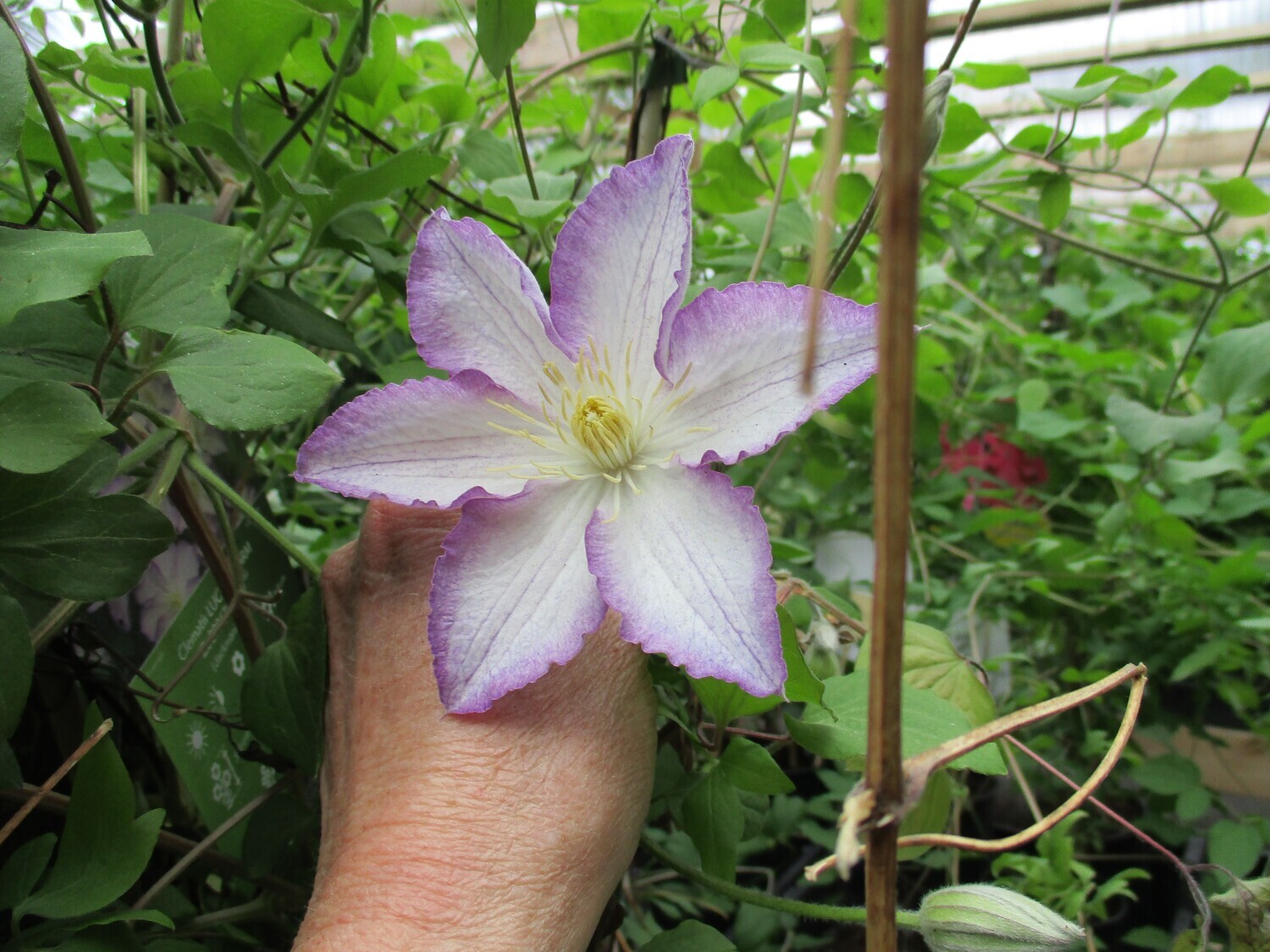 Loistokärhö Clematis ´Lucky charm´ Loistokärhö Clematis ´Lucky charm´