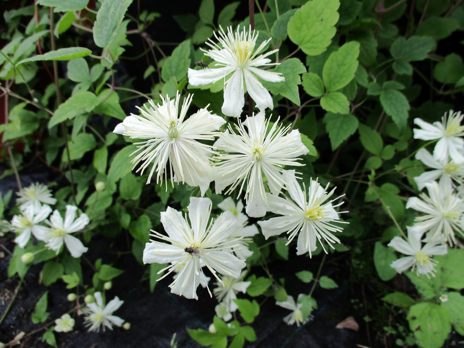 Lumikärhö Clematis ´Paul Farges´ Lumikärhö Clematis ´Paul Farges´
