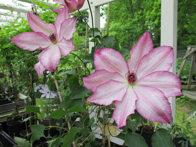 Loistokärhö Clematis ´Omoshiro´