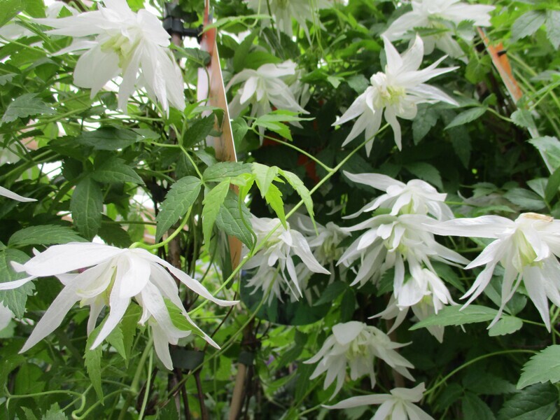 Tarha-alppikärhö Clematis ´Alpina plena´