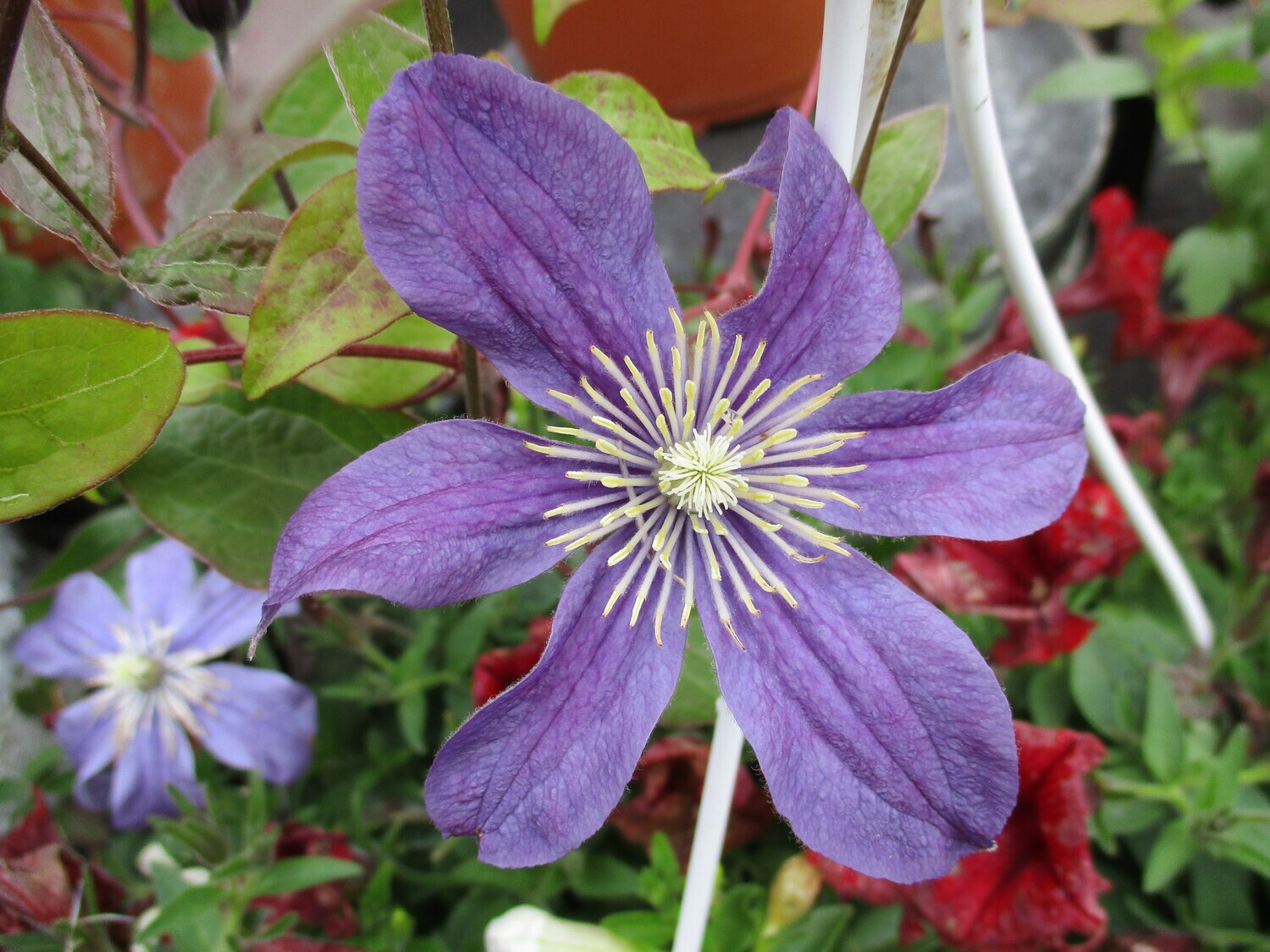 Tiukukärhö Clematis `Arabella´