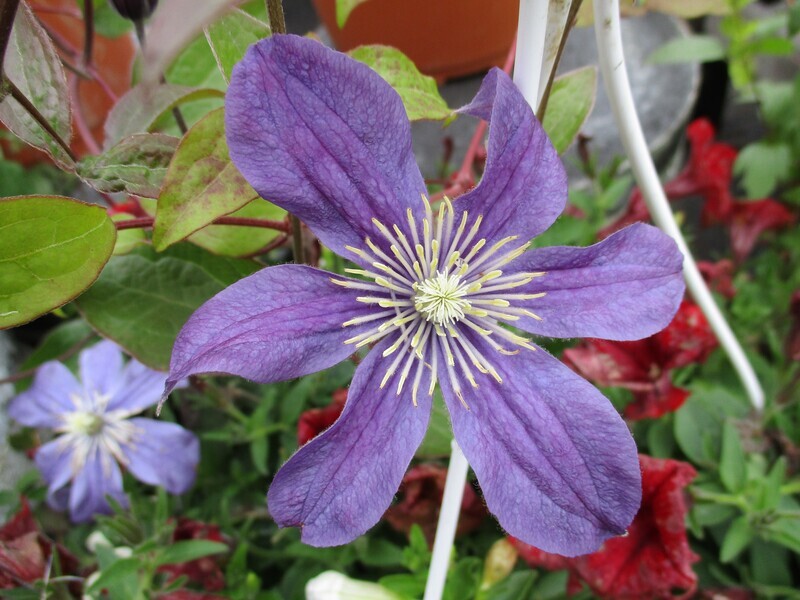 Tiukukärhö Clematis `Arabella´